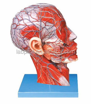 Modèle bilatéral de la demi-tête et du cerveau pour les hôpitaux montrant la section sagittale médiane de la tête