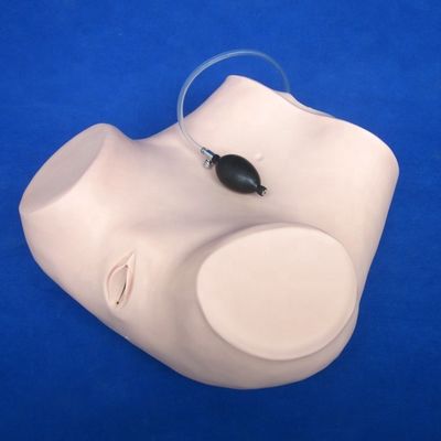Taille humaine Examen pelvien et vaginal Manivelle pour démonstration de soins aux patients