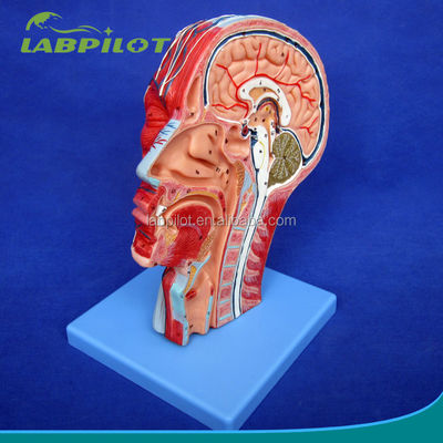 Démonstration éducative Modèle anatomique de demi-tête avec cerveau et vaisseaux sanguins