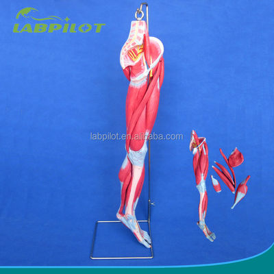 Muscles détachables des membres inférieurs Modèle médical PVC avancé pour l'éducation à l'anatomie
