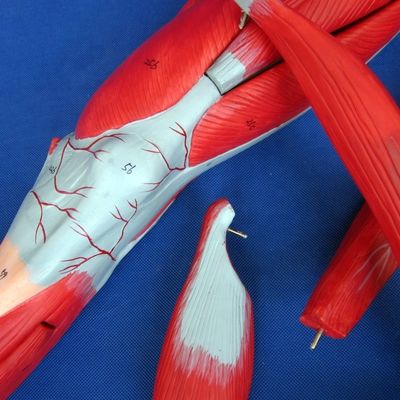 Muscles détachables des membres inférieurs Modèle médical PVC avancé pour l'éducation à l'anatomie