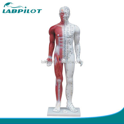 Démonstration de méridien modèle d'acupuncture humaine de luxe 84CM avec muscle pour l'éducation