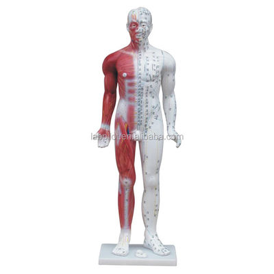 Démonstration de méridien modèle d'acupuncture humaine de luxe 84CM avec muscle pour l'éducation