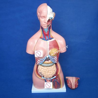 Modèle d'organes du cerveau, des poumons et du cœur pour l'enseignement de la taille de la vie humaine