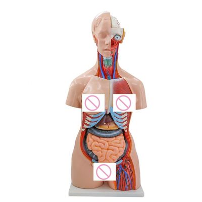 40 parties Cerveau Cœur Poumon Estomac Rinière Modèle pour l'enseignement de l'anatomie médicale dans les hôpitaux