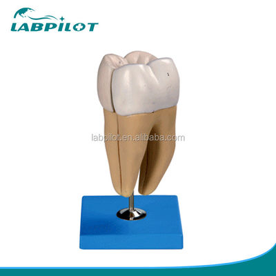 Structures anatomiques détaillées des dents molaires inférieures adultes Modèle de soins dentaires avancés en PVC