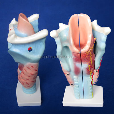 Modèle à trois parties du larynx et de la glande thyroïde essentiel à l'étude du système respiratoire humain