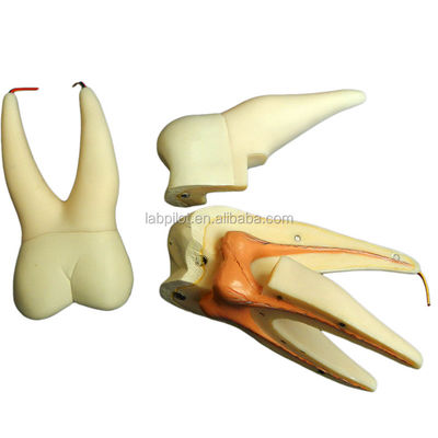 Dentiste démonstration de soins Détachable modèle anatomique des dents pour les dents molaires à trois racines