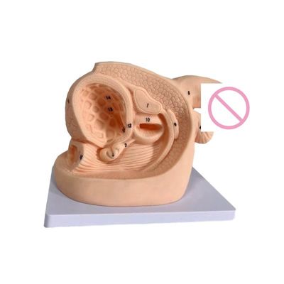 Combination infirmière mannequin taille de la vie humaine modèle d'organes génitaux féminins pour l'enseignement