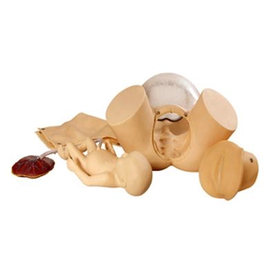 Démonstration de soins aux patients Formation complète aux compétences en accouchement Modèle Formation technique en obstétrique Mannequin