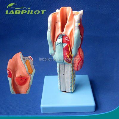 Modèle de larynx détachable avec 33 marques anatomiques