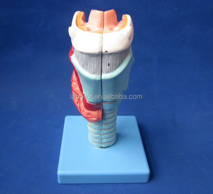 Modèle de larynx détachable avec 33 marques anatomiques