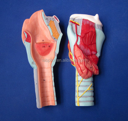 Modèle de larynx détachable avec 33 marques anatomiques