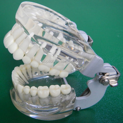 Modèles de formation en dentisterie adultes standard transparents Colonne dentaire modèle taille standard