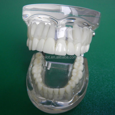 Modèles de formation en dentisterie adultes standard transparents Colonne dentaire modèle taille standard