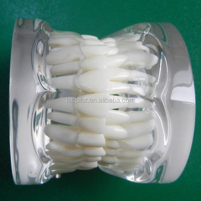 Modèles de formation en dentisterie adultes standard transparents Colonne dentaire modèle taille standard
