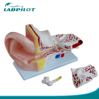 4 pièces Modèle d'oreille géante Démonstration anatomique pour la science médicale Démonstration