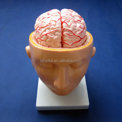 Exposition de l'école de biologie Modèle du cerveau La taille de la vie humaine avec des artères et la tête PVC avancé
