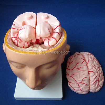 Exposition de l'école de biologie Modèle du cerveau La taille de la vie humaine avec des artères et la tête PVC avancé