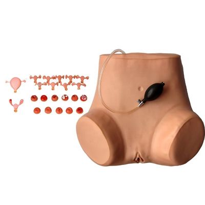 Manivelle pour gynécologue multifonctionnel Formation infirmière Modèle d'examen vaginal