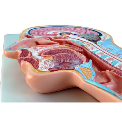 Catégories Modèle d'anatomie du système nerveux Modèle médiane de tête et de cerveau pour les hôpitaux