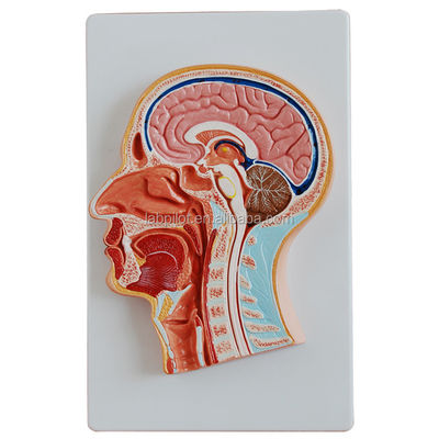 Catégories Modèle d'anatomie du système nerveux Modèle médiane de tête et de cerveau pour les hôpitaux
