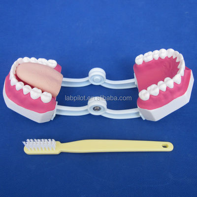 Modèle dentaire de taille humaine 28 dents modèle de brossage des dents pour l'enseignement de la maternelle