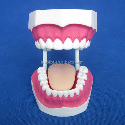 Modèle dentaire de taille humaine 28 dents modèle de brossage des dents pour l'enseignement de la maternelle