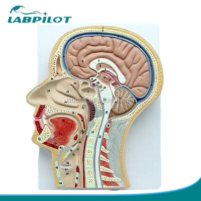 Modèle anatomique professionnel section sagittale médiane de la tête avec la bouche nez et pharynx