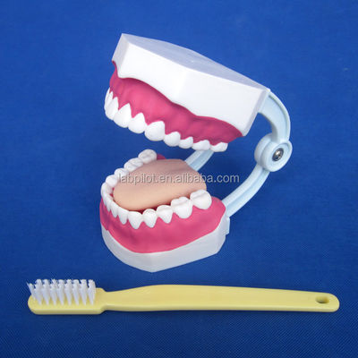 Modèle dentaire de taille humaine 28 dents modèle de brossage des dents pour l'enseignement de la maternelle