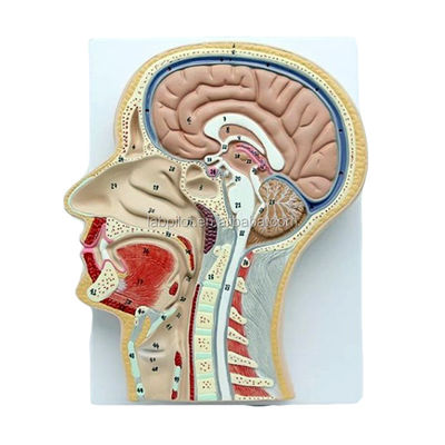 Modèle anatomique professionnel section sagittale médiane de la tête avec la bouche nez et pharynx