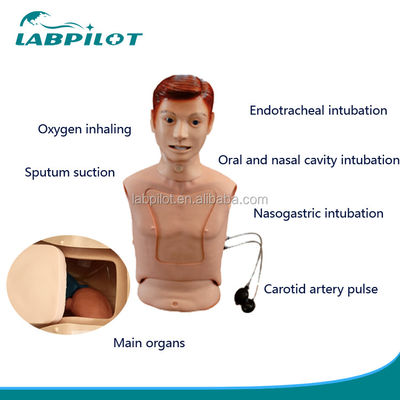 Manikine infirmière à demi-corps pour l'alimentation nasogastrique et l'entraînement à l'intubation de la trachée