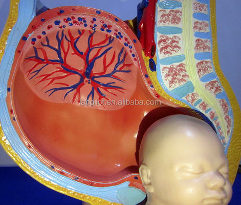 Modèle de science médicale Pelvis féminin Fœtus Uterus et embryon à la 40e semaine de grossesse