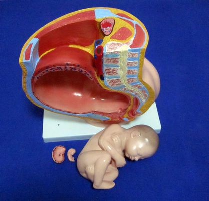Modèle de science médicale Pelvis féminin Fœtus Uterus et embryon à la 40e semaine de grossesse