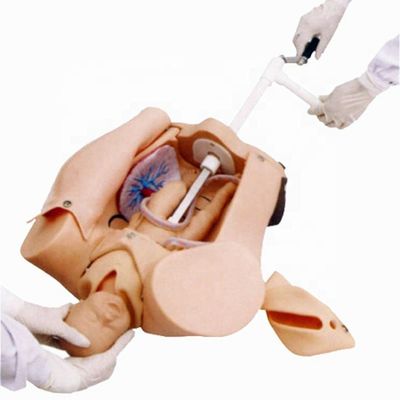 Simulateur de démonstration d'accouchement pour la formation en sciences médicales et le développement des compétences