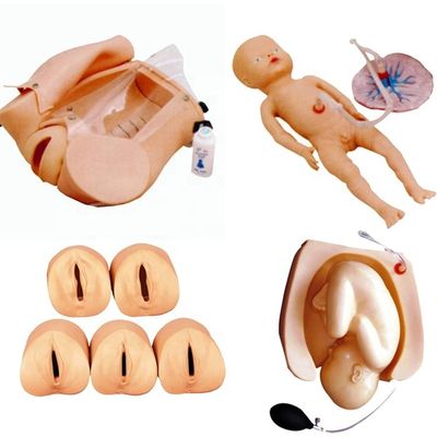 Simulateur de démonstration d'accouchement pour la formation en sciences médicales et le développement des compétences