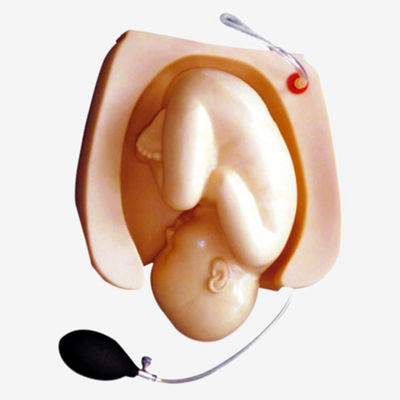 Simulateur de démonstration d'accouchement pour la formation en sciences médicales et le développement des compétences