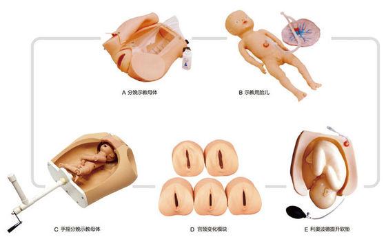 Simulateur de démonstration d'accouchement pour la formation en sciences médicales et le développement des compétences
