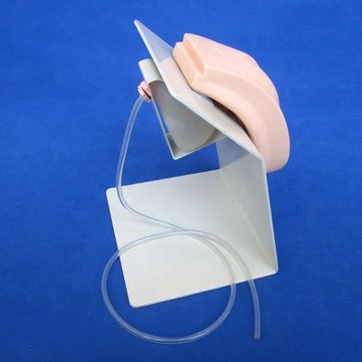Sujet Sciences médicales Vive Formation des organes génitaux féminins Modèle de vessie pour le cathétérisme