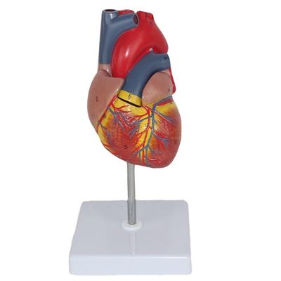 Anatomie médicale Modèle de cœur humain plastique pour démonstration anatomique en clinique