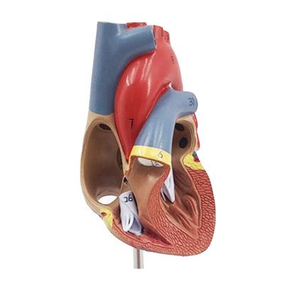 Anatomie médicale Modèle de cœur humain plastique pour démonstration anatomique en clinique