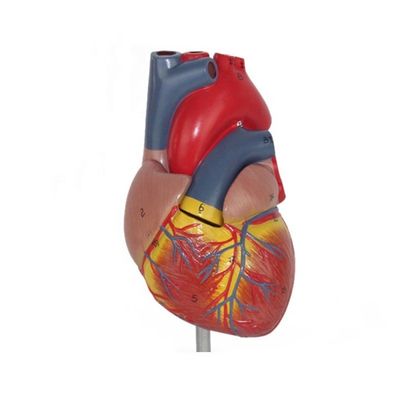 Anatomie médicale Modèle de cœur humain plastique pour démonstration anatomique en clinique