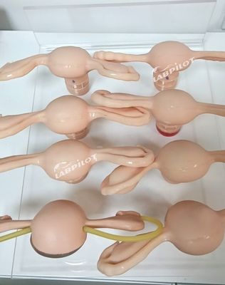 Simulateur d'utérus pour modèle d'anatomie gynécologique utilisé en infirmière- sage-femme et maternité