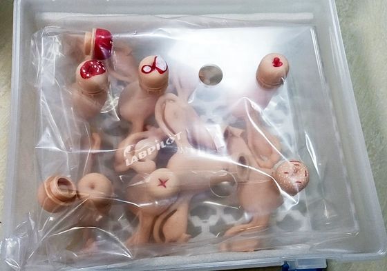 Simulateur d'utérus pour modèle d'anatomie gynécologique utilisé en infirmière- sage-femme et maternité