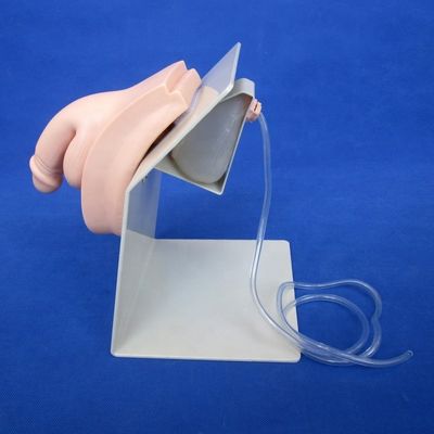 Modèle de vessie masculine Simulateur de cathétérisation urétrale pour démonstration de soins aux patients