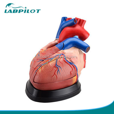 Modèle 3D de l'anatomie du cœur humain pour démonstration anatomique 3 fois agrandie 5 parties