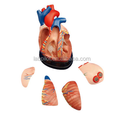 Modèle 3D de l'anatomie du cœur humain pour démonstration anatomique 3 fois agrandie 5 parties