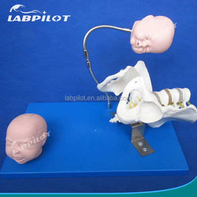 Vivant pelvis et têtes fœtales Modèle PVC avancé pour la démonstration des compétences d'accouchement