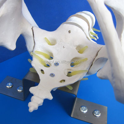 Vivant pelvis et têtes fœtales Modèle PVC avancé pour la démonstration des compétences d'accouchement