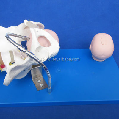 Vivant pelvis et têtes fœtales Modèle PVC avancé pour la démonstration des compétences d'accouchement